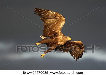 Stock Photography - White-tailed eagle (haliaetus albicilla) in flight, Flatanger, Norway, Europe. Fotosearch