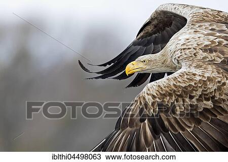 White-tailed sea-eagle (Haliaeetus albicilla), adult, in flight portrait, Gostynińsko-Włocławski Park, Poland, Europe View Large Photo Image Stock Image - White-tailed sea-eagle (Haliaeetus albicilla), adult, in flight portrait, Gostynińsko-Włocławski Park, Poland, Europe. Fotosearch