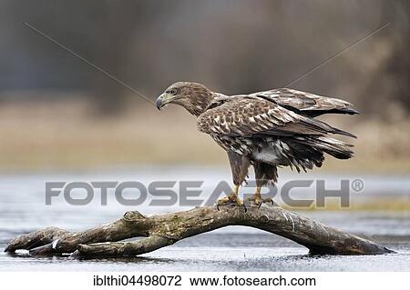 White-tailed sea-eagle (Haliaeetus albicilla), young bird standing on tree trunk in the water, Gostynińsko-Włocławski Park, Poland, Europe View Large Photo Image Stock Image - White-tailed sea-eagle (Haliaeetus albicilla), young bird standing on tree trunk in the water, Gostynińsko-Włocławski Park, Poland, Europe. Fotosearch