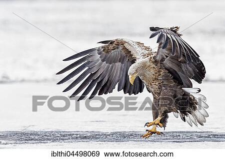 White-tailed sea-eagle (Haliaeetus albicilla), adult landing on a frozen lake, Gostynińsko-Włocławski Park, Poland, Europe View Large Photo Image Stock Photo - White-tailed sea-eagle (Haliaeetus albicilla), adult landing on a frozen lake, Gostynińsko-Włocławski Park, Poland, Europe. Fotosearch