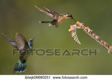 Stock Image - White-throated mountaingem (Lampornis castaneoventris), female, at a flower, including Mexican violetear (Colibri thalassinus) in flight, Savegre resort, Costa Rica, Central America. Fotosearch