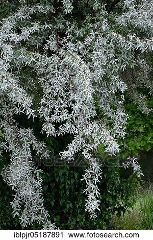 White willow, Salix alba View Large Photo Image Stock Image - White willow, Salix alba. Fotosearch