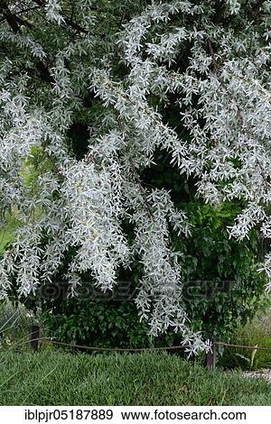 White willow, Salix alba View Large Photo Image Stock Photo - White willow, Salix alba. Fotosearch