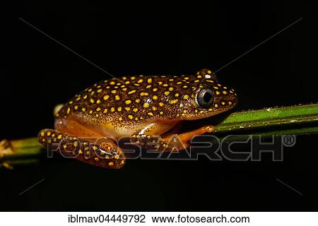 Whitebelly Reed Frog (Heterixalus alboguttatus), male, Andasibe National Park, Madagascar, Africa View Large Photo Image Stock Image - Whitebelly Reed Frog (Heterixalus alboguttatus), male, Andasibe National Park, Madagascar, Africa. Fotosearch