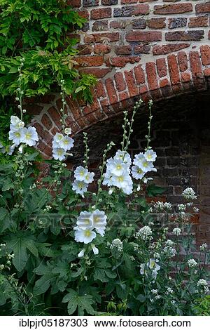 Whites Hollyhock ( Alcea) in front of brickwork View Large Photo Image Stock Image - Whites Hollyhock ( Alcea) in front of brickwork. Fotosearch