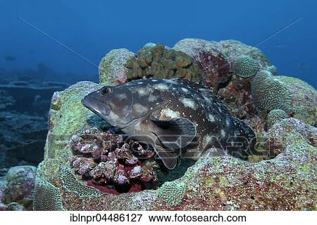 Stock Photo - Whitespotted grouper (Epinephelus caeruleopunctatus) Indian Ocean, Maldives, Asia. Fotosearch