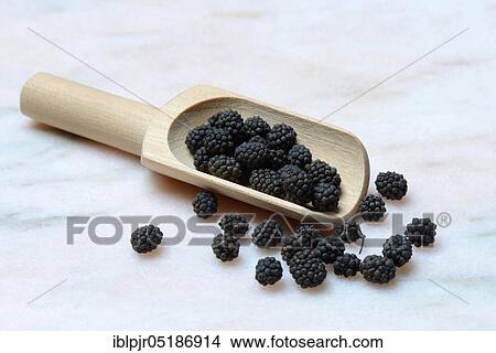 Wild Assam pepper ( Piper longum) in wooden shovel assamica, Assam, India, Asia View Large Photo Image Picture - Wild Assam pepper ( Piper longum) in wooden shovel assamica, Assam, India, Asia. Fotosearch