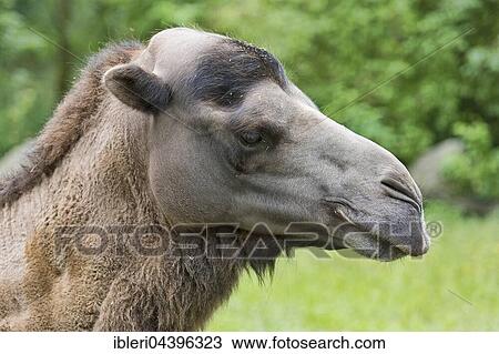 Wild Bactrian camel (Camelus ferus), portrait, captive View Large Photo Image Stock Image - Wild Bactrian camel (Camelus ferus), portrait, captive. Fotosearch