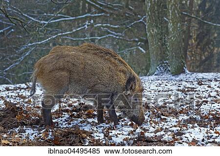Wild boar (Sus scrofa), foraging in the snow, Schleswig-Holstein, Germany, Europe View Large Photo Image Stock Photography - Wild boar (Sus scrofa), foraging in the snow, Schleswig-Holstein, Germany, Europe. Fotosearch