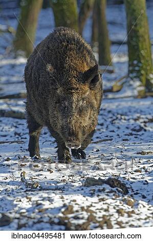 Wild boar (Sus scrofa) in the snow, Schleswig-Holstein, Germany, Europe View Large Photo Image Stock Image - Wild boar (Sus scrofa) in the snow, Schleswig-Holstein, Germany, Europe. Fotosearch