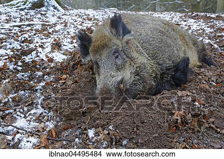 Wild boar (Sus scrofa) resting in the hollow, snowy ground, Schleswig-Holstein, Germany, Europe View Large Photo Image Picture - Wild boar (Sus scrofa) resting in the hollow, snowy ground, Schleswig-Holstein, Germany, Europe. Fotosearch