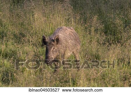 Wild boar (Sus scrofa) running in meadow, Mecklenburg-Western Pomerania, Germany, Europe View Large Photo Image Stock Photo - Wild boar (Sus scrofa) running in meadow, Mecklenburg-Western Pomerania, Germany, Europe. Fotosearch