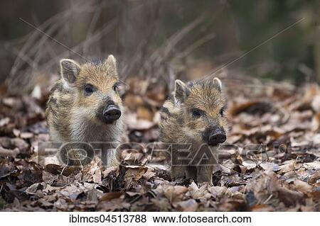 Wild boars (Sus scrofa), piglets, captive, Melle, Lower Saxony, Germany, Europe View Large Photo Image Stock Photo - Wild boars (Sus scrofa), piglets, captive, Melle, Lower Saxony, Germany, Europe. Fotosearch