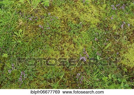 Stock Photo - Wild thyme, Thymus serpyllum, Switzerland, Europe. Fotosearch