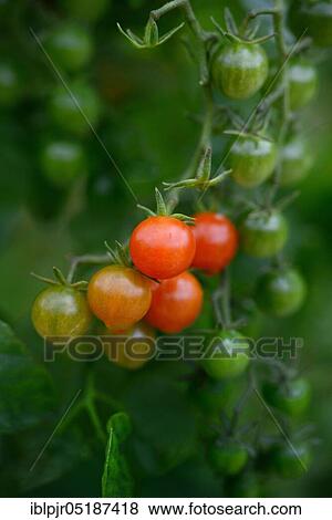 Stock Photo - Wild tomato, variety Small red ( Solanum) pimpinellifolium. Fotosearch