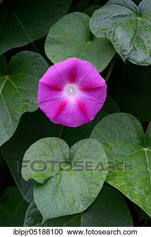Winch, Ipomoea tricolor View Large Photo Image Stock Image - Winch, Ipomoea tricolor. Fotosearch