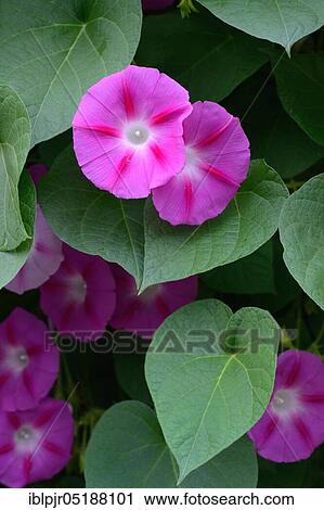 Stock Image - Winch, Ipomoea tricolor. Fotosearch