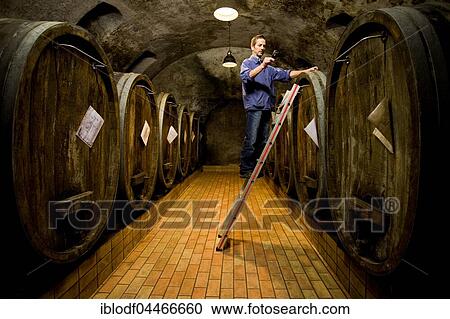 Wine cellar, winemaker checking ripeness of wine, Kiechlinsbergen, Baden-Wuertemberg, Germany, Europe View Large Photo Image Stock Image - Wine cellar, winemaker checking ripeness of wine, Kiechlinsbergen, Baden-Wuertemberg, Germany, Europe. Fotosearch