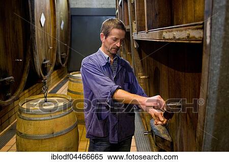 Wine cellar, winemaker checking ripeness of wine, Kiechlinsbergen, Baden-Wuertemberg, Germany, Europe View Large Photo Image Stock Photography - Wine cellar, winemaker checking ripeness of wine, Kiechlinsbergen, Baden-Wuertemberg, Germany, Europe. Fotosearch