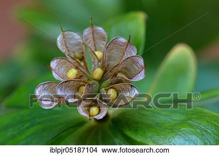 Winter aconite (Eranthis hyemalis) inflorescence with ripe open bellows fruits View Large Photo Image Picture - Winter aconite (Eranthis hyemalis) inflorescence with ripe open bellows fruits. Fotosearch
