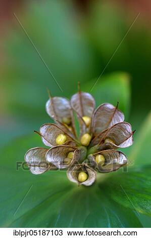 Winter aconite (Eranthis hyemalis) inflorescence with ripe open bellows fruits View Large Photo Image Stock Image - Winter aconite (Eranthis hyemalis) inflorescence with ripe open bellows fruits. Fotosearch