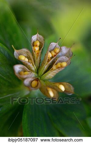 Stock Photo - Winter aconite (Eranthis hyemalis) inflorescence with ripe open bellows fruits. Fotosearch
