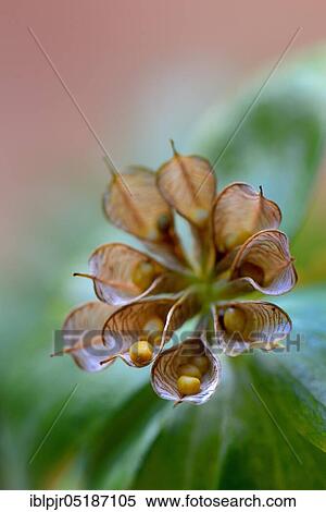 Winter aconite (Eranthis hyemalis) inflorescence with ripe open bellows fruits View Large Photo Image Stock Photography - Winter aconite (Eranthis hyemalis) inflorescence with ripe open bellows fruits. Fotosearch