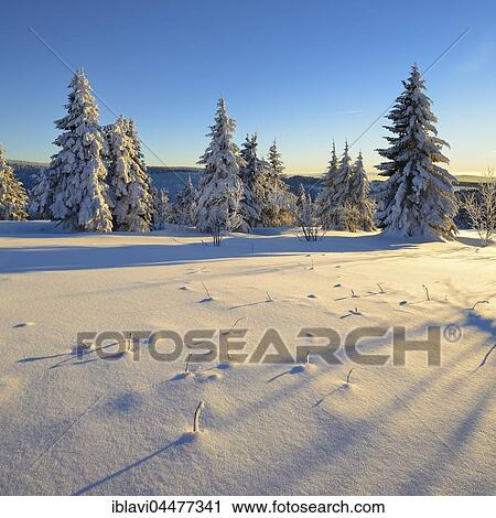 Winter landscape at Fichtelberg, spruces covered in snow, Ore Mountains, Saxony, Germany, Europe View Large Photo Image Stock Image - Winter landscape at Fichtelberg, spruces covered in snow, Ore Mountains, Saxony, Germany, Europe. Fotosearch