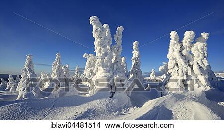 Winter on the Brocken, snow-covered pines, snow bent, Harz National Park, Saxony-Anhalt, Germany, Europe View Large Photo Image Picture - Winter on the Brocken, snow-covered pines, snow bent, Harz National Park, Saxony-Anhalt, Germany, Europe. Fotosearch
