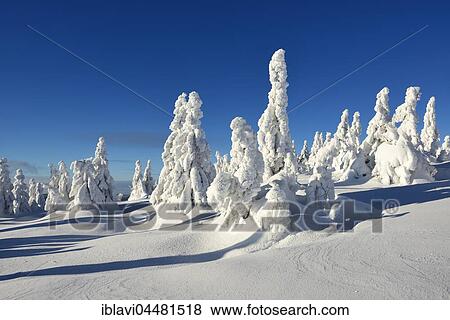 Winter on the Brocken, snow-covered pines, snow bent, Harz National Park, Saxony-Anhalt, Germany, Europe View Large Photo Image Stock Photo - Winter on the Brocken, snow-covered pines, snow bent, Harz National Park, Saxony-Anhalt, Germany, Europe. Fotosearch