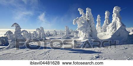 Winter on the Brocken, snow-covered pines, snow bent, above the clouds, inversion, Harz National Park, Saxony-Anhalt, Germany, Europe View Large Photo Image Stock Photo - Winter on the Brocken, snow-covered pines, snow bent, above the clouds, inversion, Harz National Park, Saxony-Anhalt, Germany, Europe. Fotosearch