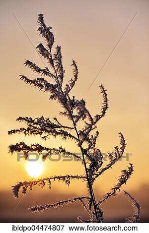 Winter sun setting behind a twig with hoarfrost, Lobau, Vienna, Austria, Europe View Large Photo Image Stock Photo - Winter sun setting behind a twig with hoarfrost, Lobau, Vienna, Austria, Europe. Fotosearch