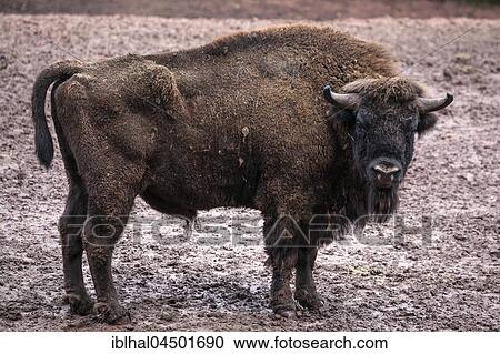 Wisent (Bos bonasus), captive, Rhineland-Palatinate, Germany, Europe View Large Photo Image Stock Image - Wisent (Bos bonasus), captive, Rhineland-Palatinate, Germany, Europe. Fotosearch