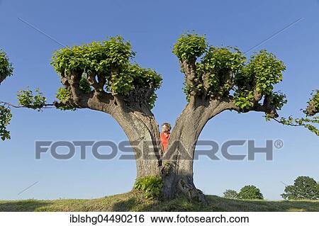 Woman behind lime tree, Feston avenue near Bothmer Castle, Klützer angle, Mecklenburg-Western Pomerania, Germany, Europe View Large Photo Image Stock Photograph - Woman behind lime tree, Feston avenue near Bothmer Castle, Klützer angle, Mecklenburg-Western Pomerania, Germany, Europe. Fotosearch