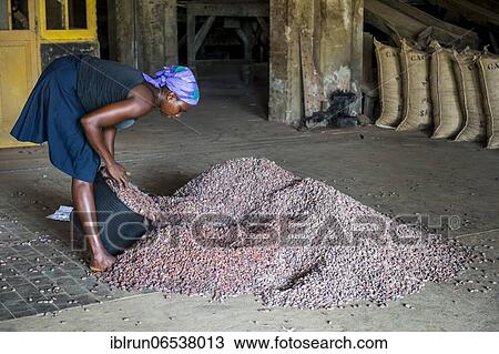 Woman collecting cocoa beans, Cocoa plantation Roca Aguaize, East coast of Sao Tome, Sao Tome and Principe, Atlantic Ocean, Africa View Large Photo Image Stock Image - Woman collecting cocoa beans, Cocoa plantation Roca Aguaize, East coast of Sao Tome, Sao Tome and Principe, Atlantic Ocean, Africa. Fotosearch