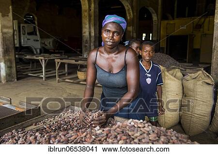 Woman collecting cocoa beans, Cocoa plantation Roca Aguaize, East coast of Sao Tome, Sao Tome and Principe, Atlantic Ocean, Africa View Large Photo Image Stock Image - Woman collecting cocoa beans, Cocoa plantation Roca Aguaize, East coast of Sao Tome, Sao Tome and Principe, Atlantic Ocean, Africa. Fotosearch