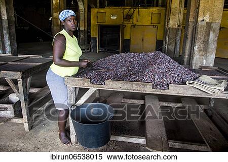 Woman collecting cocoa beans, Cocoa plantation Roca Aguaize, East coast of Sao Tome, Sao Tome and Principe, Atlantic Ocean, Africa View Large Photo Image Stock Photography - Woman collecting cocoa beans, Cocoa plantation Roca Aguaize, East coast of Sao Tome, Sao Tome and Principe, Atlantic Ocean, Africa. Fotosearch