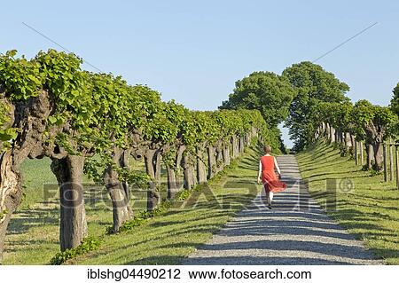 Woman in red dress walking on Feston avenue, common lime treen, lime tree avenue near Bothmer Castle, Klützer angle, Mecklenburg-Western Pomerania, Germany, Europe View Large Photo Image Stock Image - Woman in red dress walking on Feston avenue, common lime treen, lime tree avenue near Bothmer Castle, Klützer angle, Mecklenburg-Western Pomerania, Germany, Europe. Fotosearch