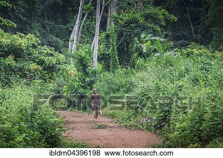 Woman walking on a dirt road, through the rainforest, Campo, Southern Region, Cameroon, Africa View Large Photo Image Stock Photo - Woman walking on a dirt road, through the rainforest, Campo, Southern Region, Cameroon, Africa. Fotosearch