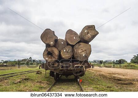 Picture - Wood logs on a train carrier in the Unesco world heritage sight Lope national park, Gabon, Africa. Fotosearch