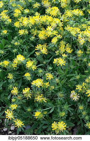 Wood Sorrel, Fir Clover, Anthyllis vulneraria View Large Photo Image Stock Image - Wood Sorrel, Fir Clover, Anthyllis vulneraria. Fotosearch