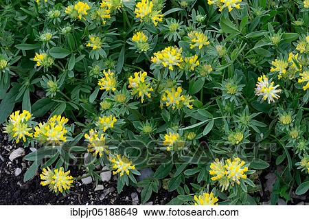 Wood Sorrel, Fir Clover, Anthyllis vulneraria View Large Photo Image Stock Photo - Wood Sorrel, Fir Clover, Anthyllis vulneraria. Fotosearch