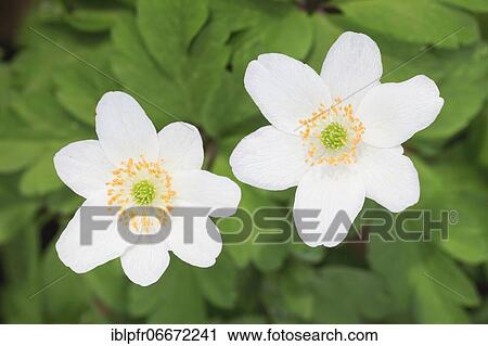 Woodwindroeschen, Anemone nemorosa, Switzerland, Europe View Large Photo Image Stock Image - Woodwindroeschen, Anemone nemorosa, Switzerland, Europe. Fotosearch