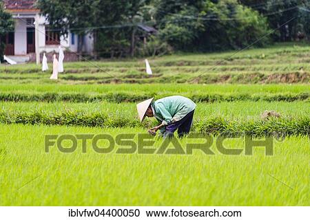Stock Image - Worker, farmer in a green rice field, Quang Nam, Vietnam, Asia. Fotosearch