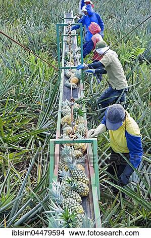 Workers putting pineapples on a conveyor belt, Costa Rica, Central America View Large Photo Image Picture - Workers putting pineapples on a conveyor belt, Costa Rica, Central America. Fotosearch