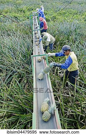 Workers putting pineapples on a conveyor belt, Costa Rica, Central America View Large Photo Image Stock Photography - Workers putting pineapples on a conveyor belt, Costa Rica, Central America. Fotosearch