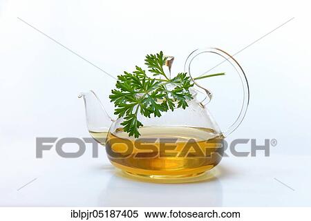 Wormwood tea in teapot and wormwood herb, Artemisia absinthum View Large Photo Image Stock Photography - Wormwood tea in teapot and wormwood herb, Artemisia absinthum. Fotosearch