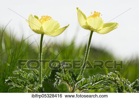 Yellow Alpine cowbell, Pulsatilla alpina subsp. apiifolia, Switzerland, Europe View Large Photo Image Stock Photograph - Yellow Alpine cowbell, Pulsatilla alpina subsp. apiifolia, Switzerland, Europe. Fotosearch