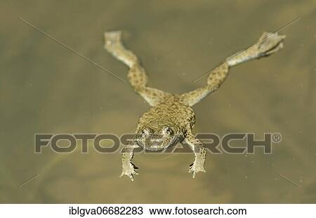 Stock Image - Yellow-bellied toad (Bombina variegata), Switzerland, Europe. Fotosearch