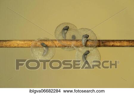Picture - Yellow-bellied toad (Bombina variegata) spawn attached to a twig, Switzerland, Europe. Fotosearch